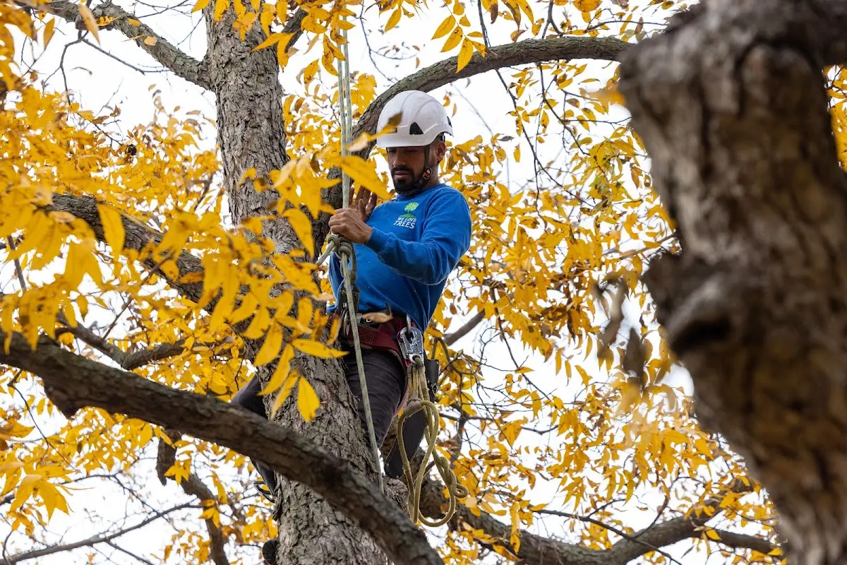 Skilled Storm Damage Cleanup crew working in Lindrith