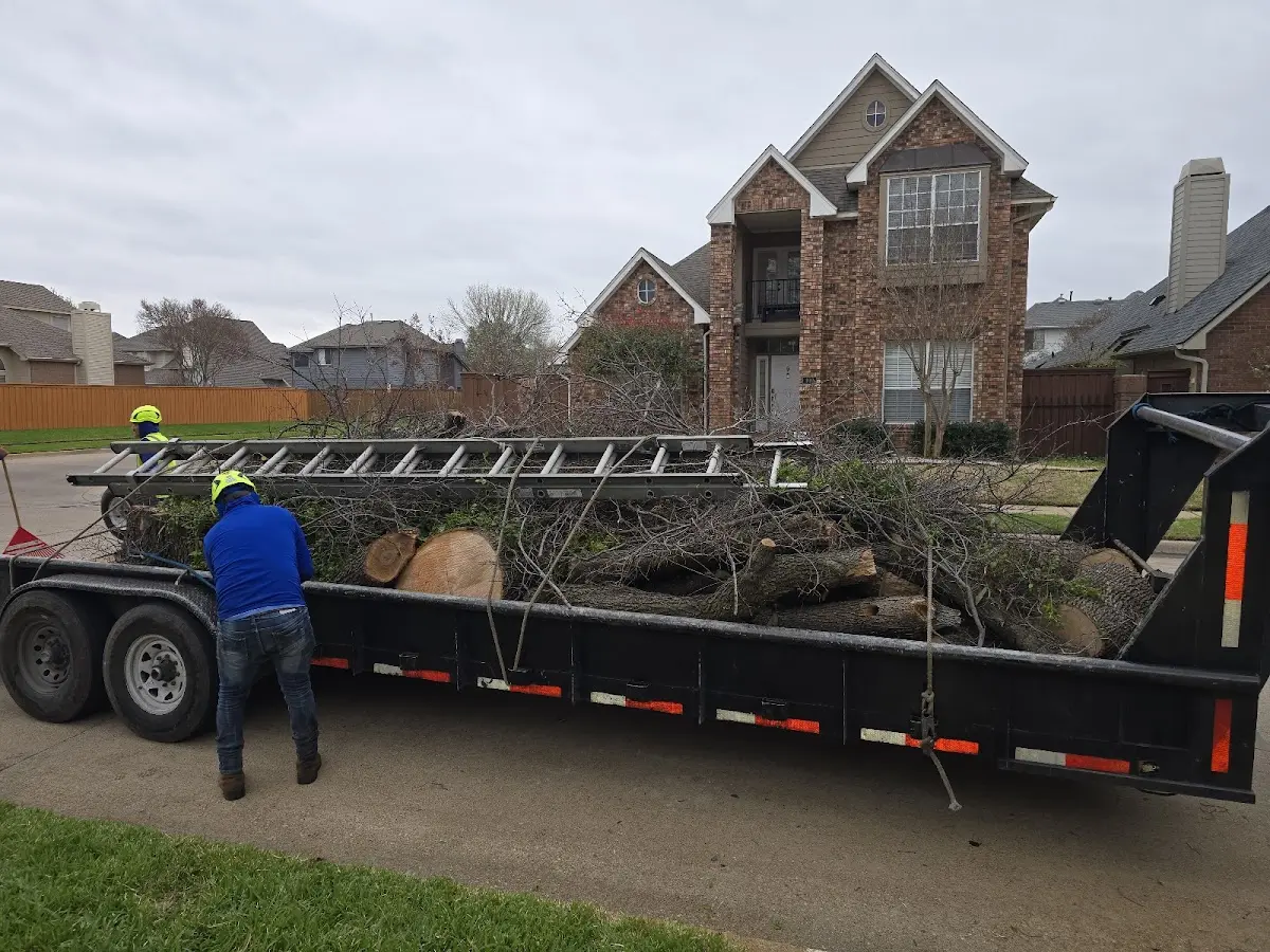 Expert Tree Removal with proper safety equipment in Lindrith